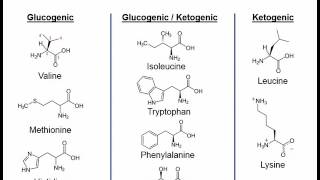 Essential amino acids mnemonic song  very short [upl. by Enaxor470]