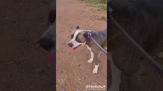 American bully vlog india ❤️ americanbully petlover dogvlog trending shorts viral [upl. by Glinys]