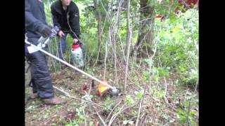 Invasive Buckthorn Removal Timelapse Removing Buckthorn Trees amp Bushes in Minnesota [upl. by Akiraa]