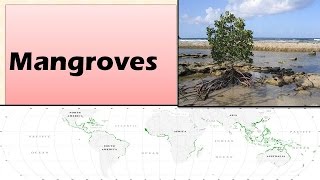 Mangroves  Characteristics  Ecological functions Ecology and Environment Learn Online [upl. by Jankell]