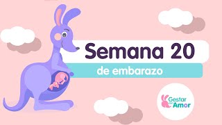 Semana 20 de embrazo ¡Empiezas a sentir a tu bebé [upl. by Midian754]