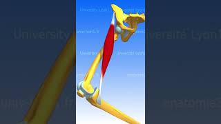 LE SARTORIUS muscle anatomie corpshumain [upl. by Anora936]