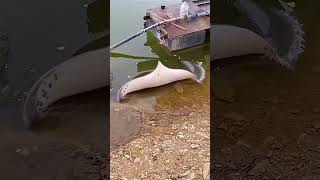 Stingray in fish pond 👍stingray ponds [upl. by Web]