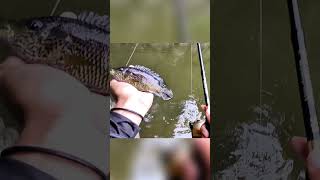 Pesca de guapote en porce II fishing viralvideos bryconfishing nature pesca [upl. by Adnahsat]