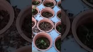 How to grow petunias from seed gardening gardendesign springgarden gardenlandscaping [upl. by Mcgray678]