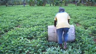 Role Of Drum Rolling In Groundnut  Farming Inspirations [upl. by Veda]