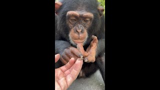 Baby Chimpanzee finds a baby Lizard SHORTS [upl. by Ninon216]