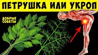 Трава молодости польза и вред Укропа и Петрушки для Организма Человека [upl. by Bo]