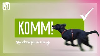 Rückruftraining  ein bombenfestes KOMM beibringen [upl. by Elenore537]