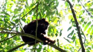 ✅Macaco bugio Alouatta [upl. by Hgiellek66]