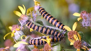 Cinnabar Moth caterpillars feeding on Ragwort UHD 4K [upl. by Pisano]