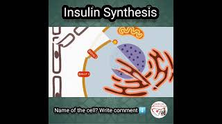 💦 INSULIN SYNTHESIS [upl. by Rockwood]