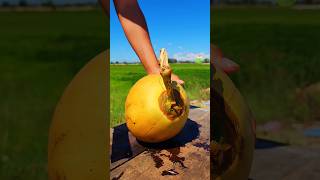 Very golden cutting Coconut  satisfying asmr coconut [upl. by Esiole]