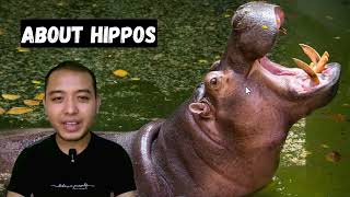 Reading Comprehension Grade 4  About Hippo [upl. by Leur8]