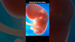 Pregnancy 3rd month  Baby growth pregnancytips pregnancy ytshorts [upl. by Llertnad]