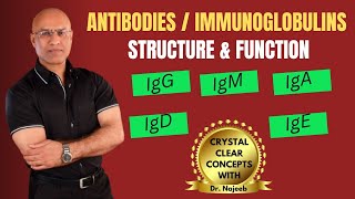 Antibodies  Immunoglobulins  IgG IgM  IgA  IgD  IgE  Immunology [upl. by Anihpled535]