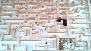 Bigger tighter mouse maze experiments [upl. by Mota741]