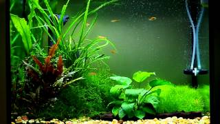 Glowlight Choprae Danio in Planted Tank [upl. by Naitsabes]