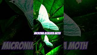 Micronia Aculeata Moth [upl. by Esikram]