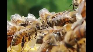 Comment les abeilles fontelles du miel   Les étapes de fabrication de miel [upl. by Lopes]