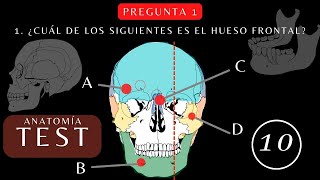 ¿Cuánto Sabes de quotANATOMÍA y FISIOLOGÍA del Los Huesos del Cráneoquot TestTrivialQuiz [upl. by Vento730]