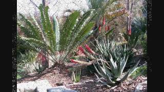 Cycads including Encephalartos  Aloes in a Landscape Pasadena California [upl. by Cardinal]