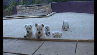 Devnik Westie Puppies 2007 [upl. by Atoiyanap]