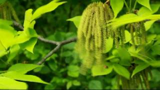 hickory catkins release pollen in Tipp City Ohio USA [upl. by Howarth]