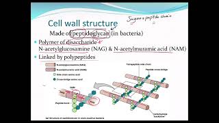 Bacterial cell structurecell wallglycocalyxendosporesflagellaplasma membrane microbiolog [upl. by Lipski]