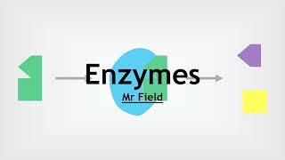 GCSE Biology 05  Enzymes [upl. by Nipahc363]