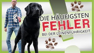 Der häufigste Fehler bei der LEINENFÜHRIGKEIT Darum zieht dein Hund [upl. by Olpe]