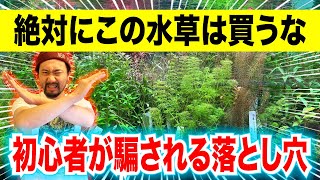 【水草SALE中】プロがオススメする失敗しない水草の選び方〜アクアリウムin地球72 [upl. by Nahum832]