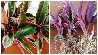 How To Propagate Stromanthe Triostar Plant How To Separate Stromanthe Triostar [upl. by Atteirneh]