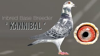 This Racing Pigeon Belongs To Very Famous Pigeons Bloodline Now For Sale In Herbots Pigeons Auction [upl. by Fablan]