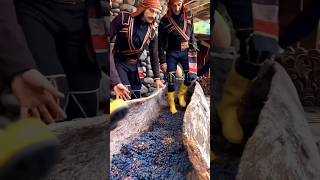 Wine Making Process In Easy Step [upl. by Yentirb]