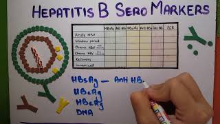 hepatitis B Serology explained [upl. by Ahset155]