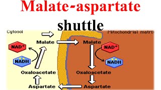 Malate aspertate shuttle [upl. by Siul]