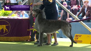 Scottish Deerhounds  Breed Judging 2023 [upl. by Kennith]