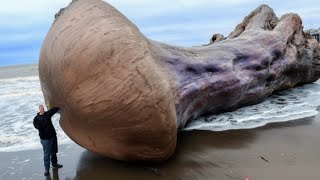 17 Strangest Things Washed Up on Beaches [upl. by Boycey]