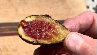 Crozes Fig FDM Ripened to perfection 🤯 [upl. by Ellsworth635]