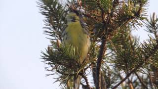 Kirtlands Warbler [upl. by Leak]