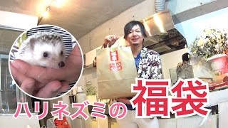 ハリネズミの福袋を買ってみた！I bought the lucky bag of the hedgehog [upl. by Amata628]