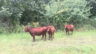 Check out these three 12monthold pureblood South Poll heifers looking for a home [upl. by Stone926]