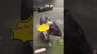 Đúng Là Bạn Thân review chotreview dog pig respect [upl. by Ahsiri574]