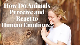 How Do Animals Perceive and React to Human Emotions [upl. by Tobie]