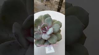 ECHEVERIA Matcha Cake echeveria jardin suculentas [upl. by Endora]