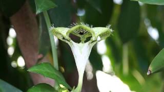 Ceropegia sandersonii Parachute Plant [upl. by Kaczer]