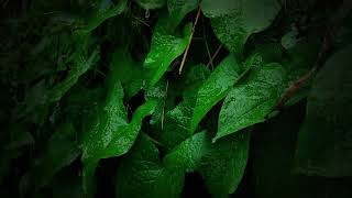 RELAXING Raindrops on leaves Close Up  rain sounds for sleeping 1 hour rain sounds for sleeping [upl. by Leanor673]