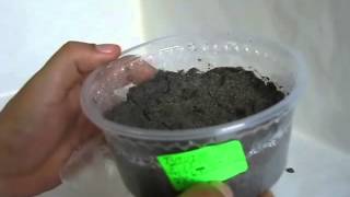 GERMINACION DE TUTUMA PARTE 1 [upl. by Adnawak]