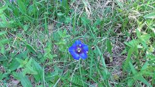 La Gentiane Acaule plante médicinale protégée  Stemless Gentian a medicinal protected plant [upl. by Attikin]